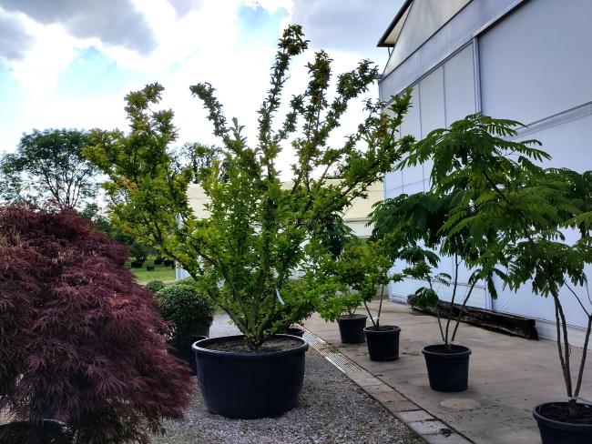 Viburnum sieboldii 'Seneca'