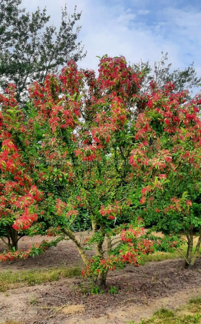Viburnum sieboldii 'Seneca'