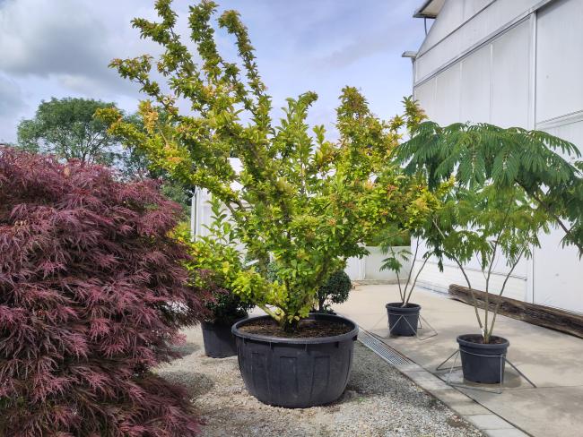 Viburnum sieboldii 'Seneca'