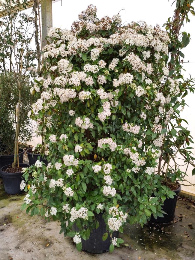 Viburnum tinus 'Eve Price'