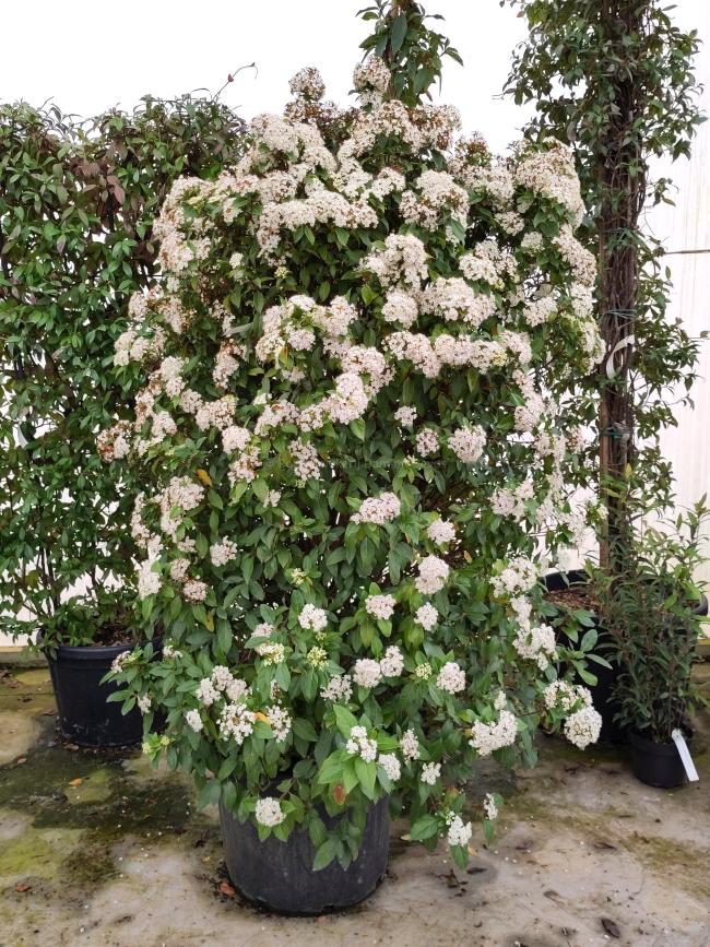 Viburnum tinus 'Eve Price'