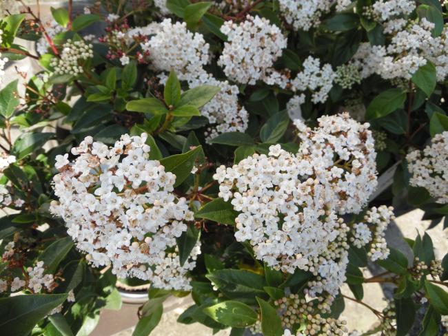 Viburnum tinus 'Eve Price'