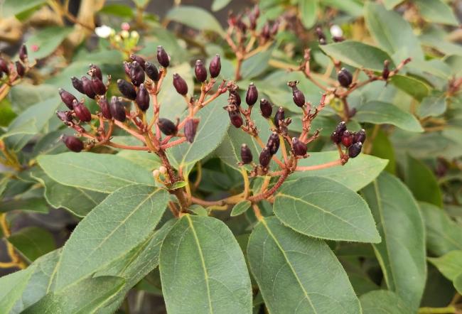 Viburnum tinus 'Eve Price'