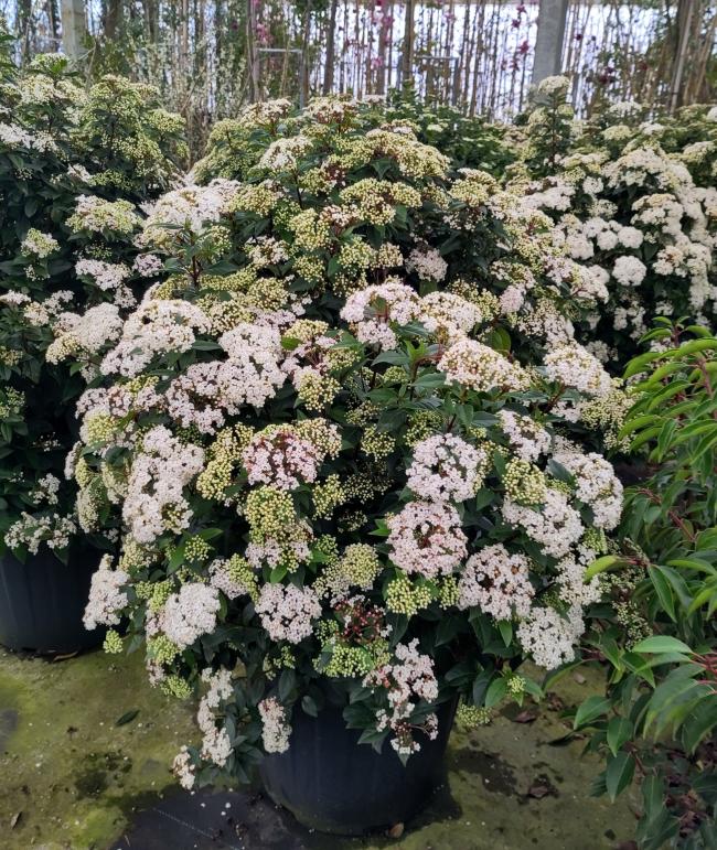 Viburnum tinus 'Eve Price'
