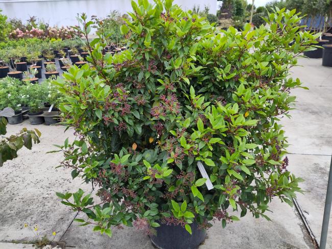 Viburnum tinus 'Eve Price'