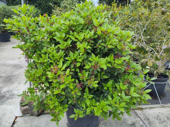 Viburnum tinus 'Eve Price'