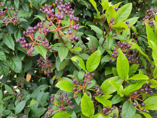 Viburnum tinus 'Eve Price'