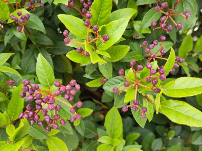 Viburnum tinus 'Eve Price'