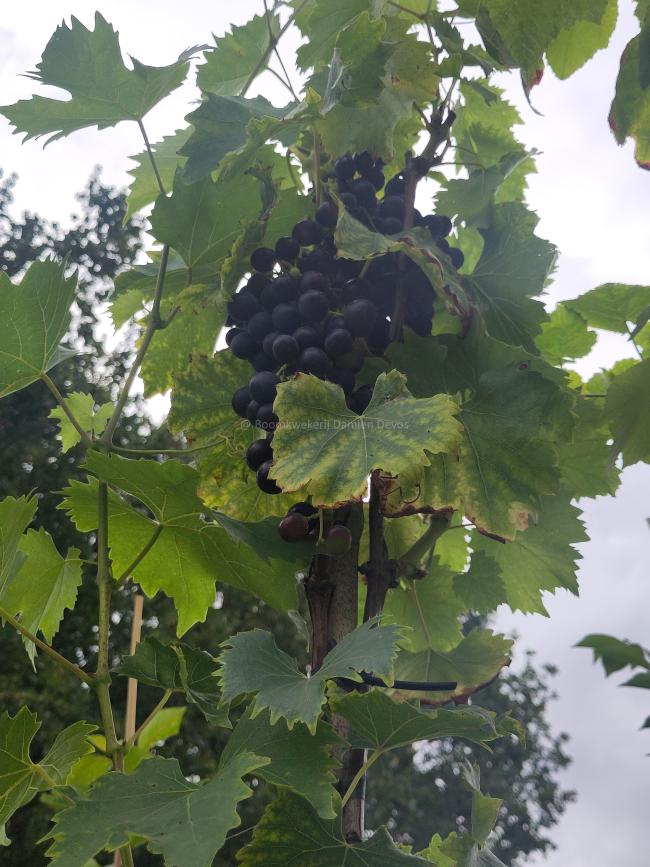 Vitis vinifera 'Muscat Bleu'