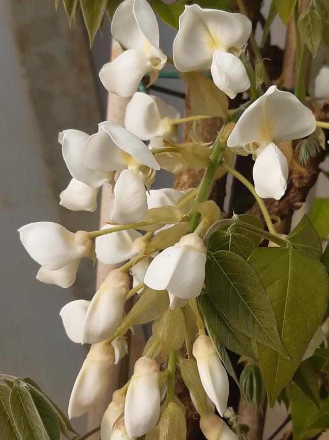 Wisteria brachybotrys 'White Silk'
