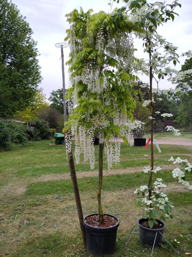 Wisteria floribunda 'Alba'