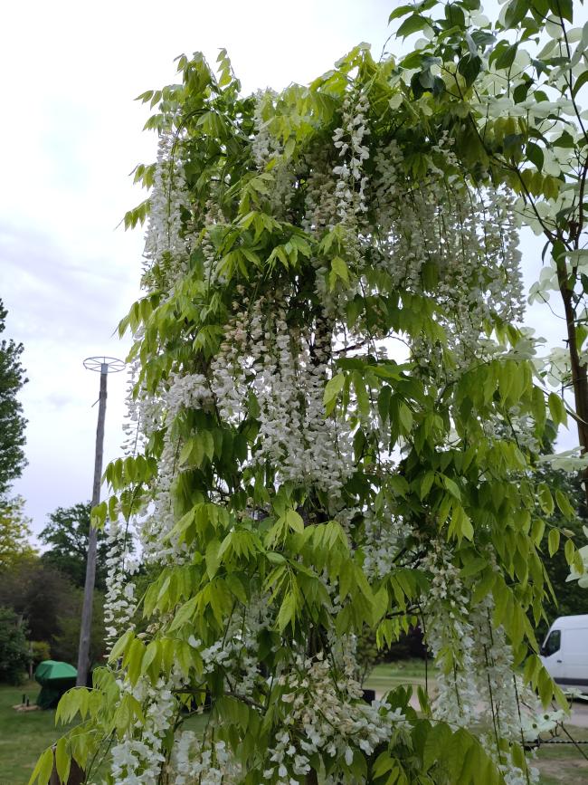 Wisteria floribunda 'Alba'