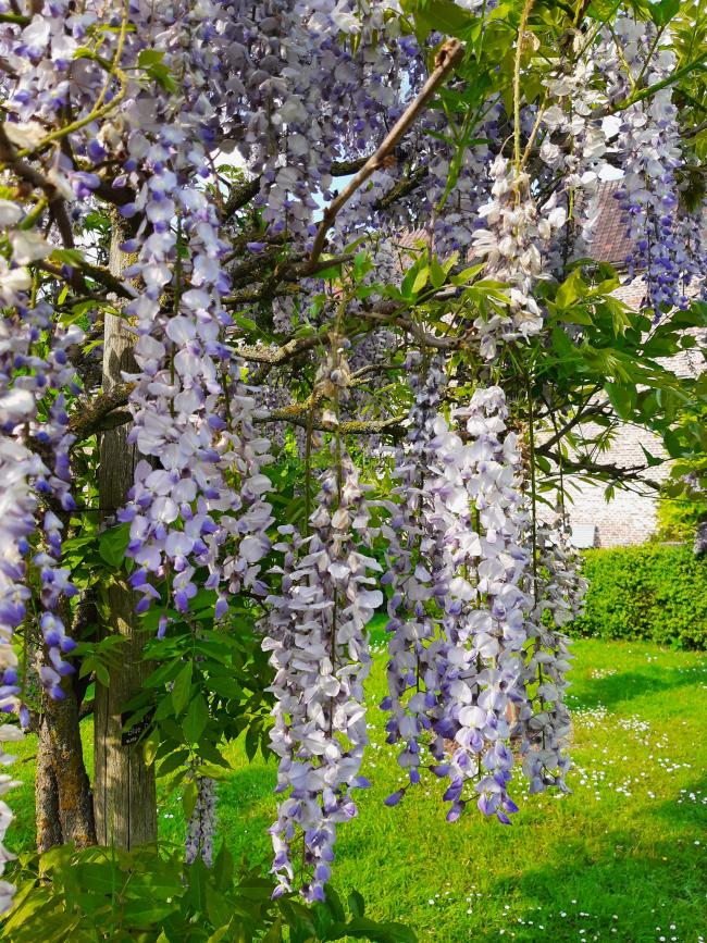 Wisteria floribunda 'Blue Dream'