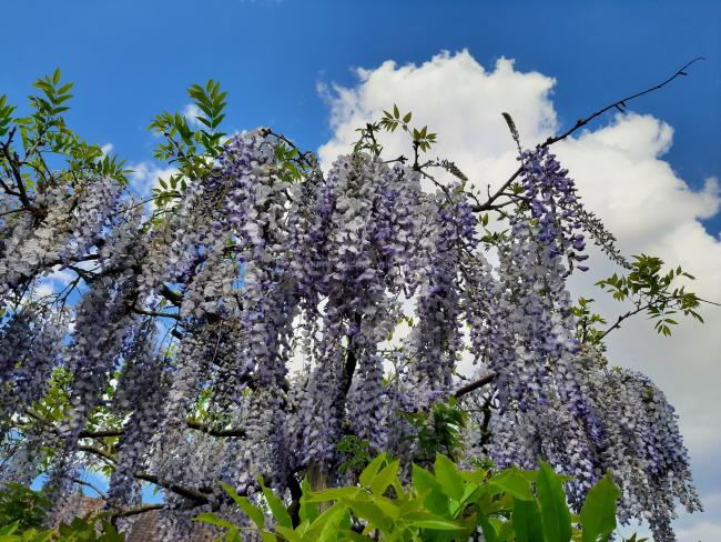 Wisteria floribunda 'Blue Dream'