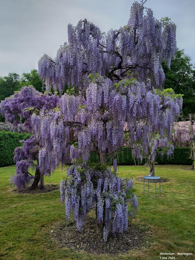 Wisteria floribunda 'Blue Dream'