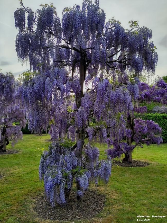 Wisteria floribunda 'Blue Dream'