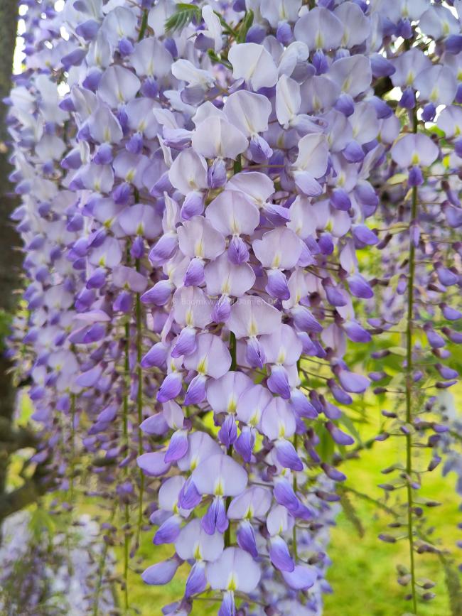 Wisteria floribunda 'Blue Dream'