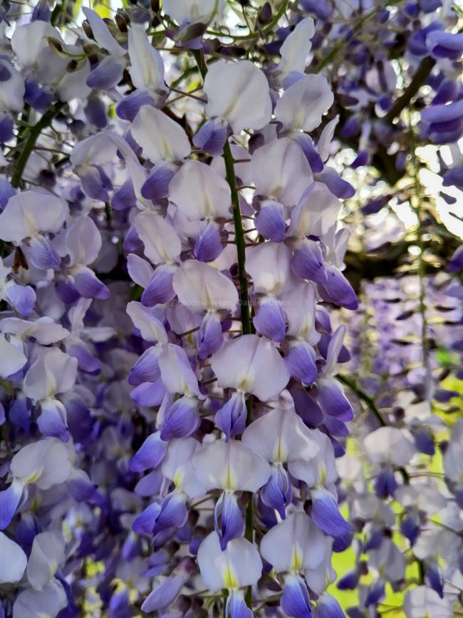 Wisteria floribunda 'Blue Dream'
