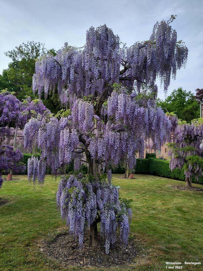 Wisteria floribunda 'Blue Dream'