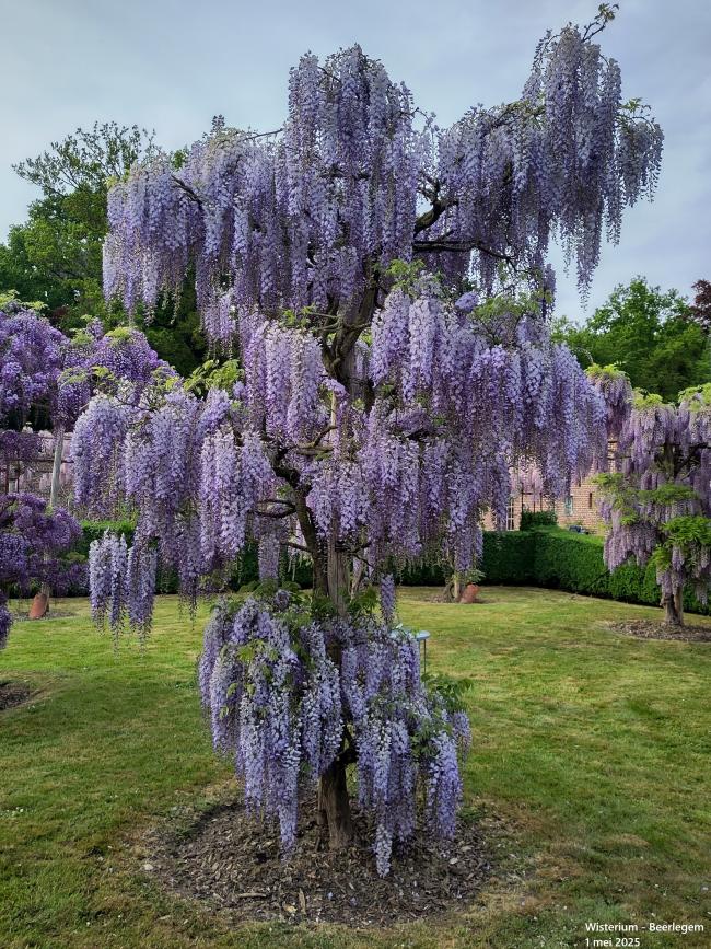 Wisteria floribunda 'Blue Dream'