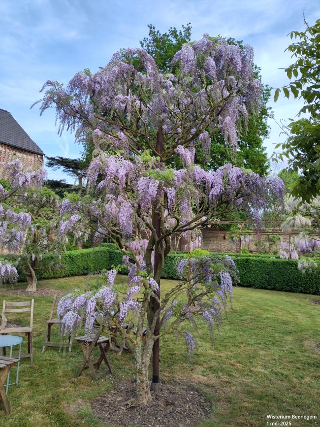 Wisteria floribunda 'Geisha'