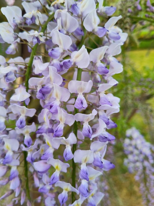 Wisteria floribunda 'Geisha'