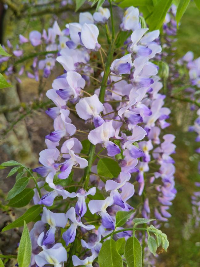 Wisteria floribunda 'Geisha'