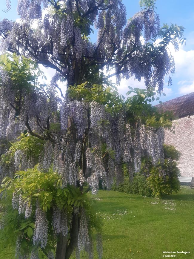 Wisteria floribunda 'Geisha'