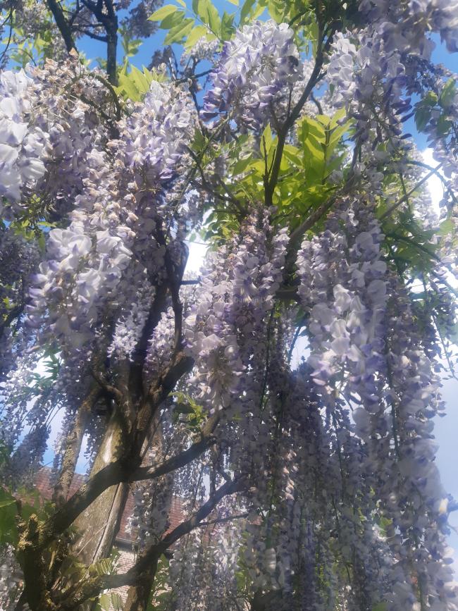 Wisteria floribunda 'Geisha'