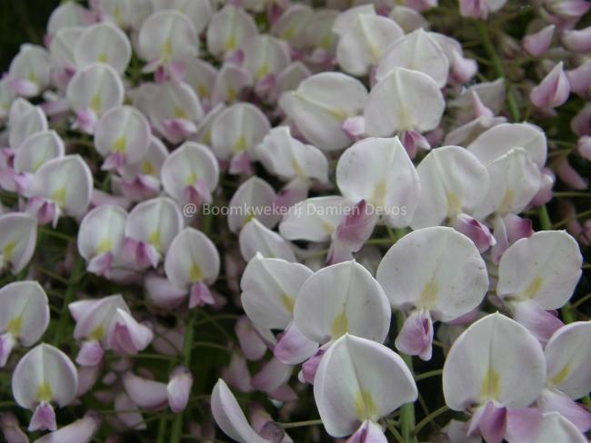 Wisteria floribunda 'Honbeni' (W.florib.'Rosea')