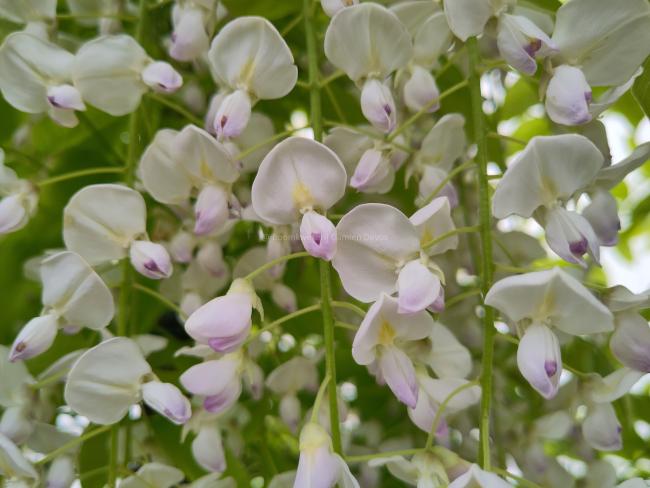 Wisteria floribunda 'Kuchi Beni'