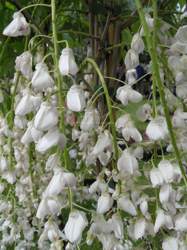 Wisteria floribunda 'Kuchi Beni'
