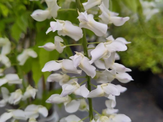 Wisteria floribunda 'Longissima Alba'