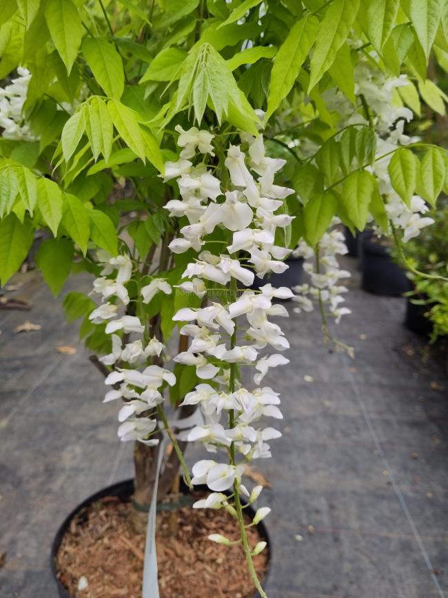 Wisteria floribunda 'Longissima Alba'