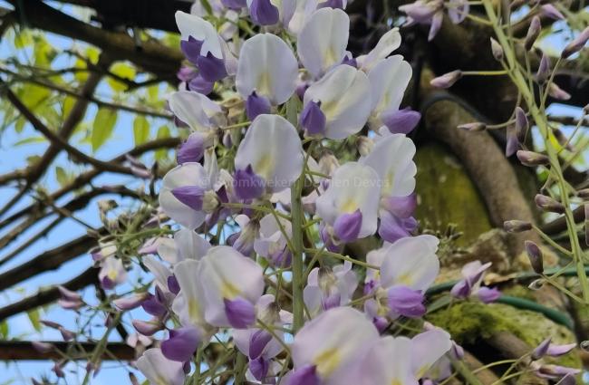Wisteria floribunda 'Macrobotrys' (='Multijuga')