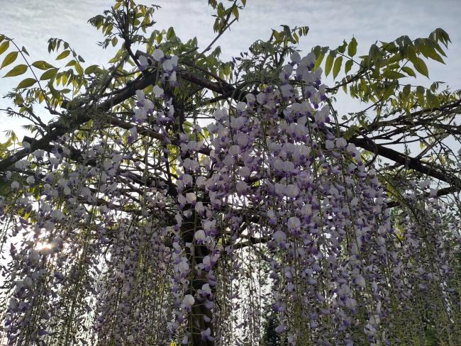 Wisteria floribunda 'Macrobotrys' (='Multijuga')
