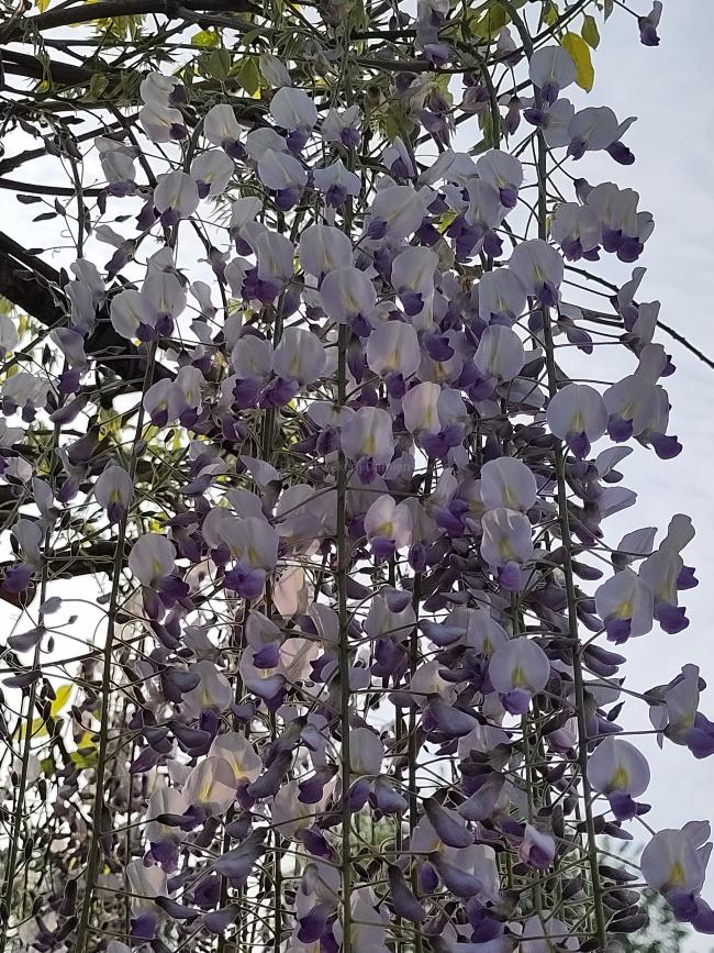 Wisteria floribunda 'Macrobotrys' (='Multijuga')