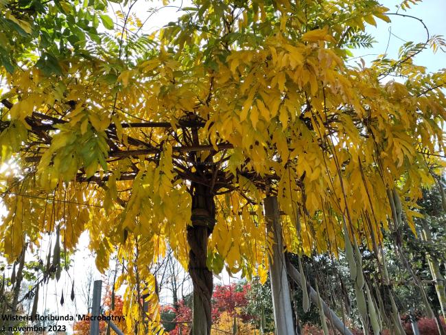 Wisteria floribunda 'Macrobotrys' (='Multijuga')