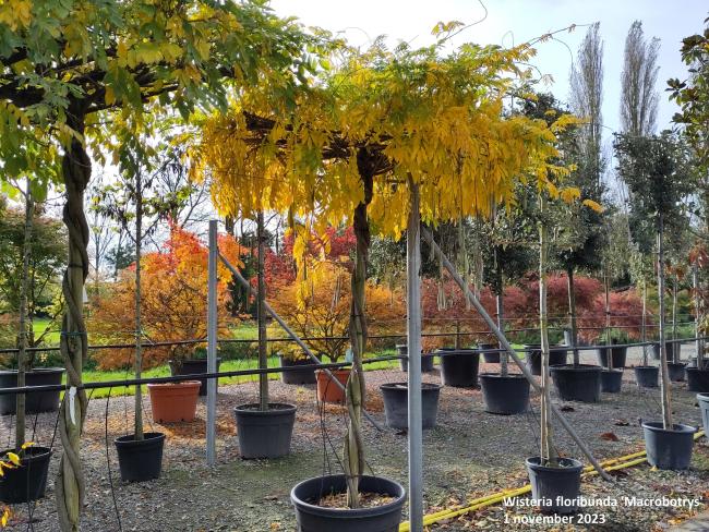 Wisteria floribunda 'Macrobotrys' (='Multijuga')