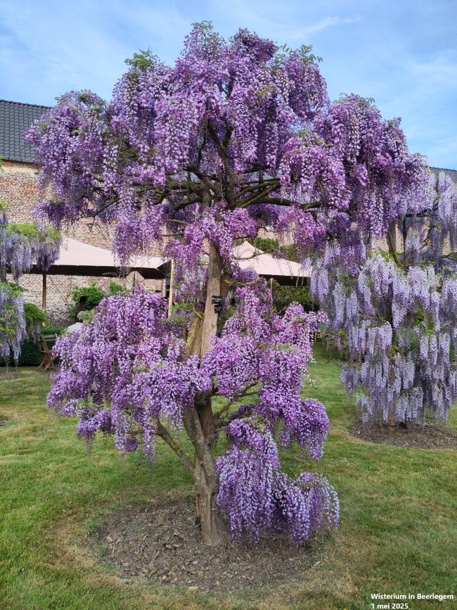 Wisteria floribunda 'Royal Purple' (='Kokuryu')