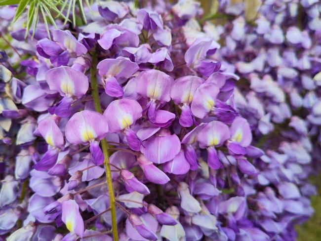 Wisteria floribunda 'Royal Purple' (='Kokuryu')