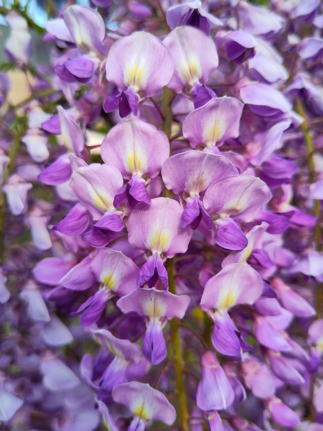 Wisteria floribunda 'Royal Purple' (='Kokuryu')