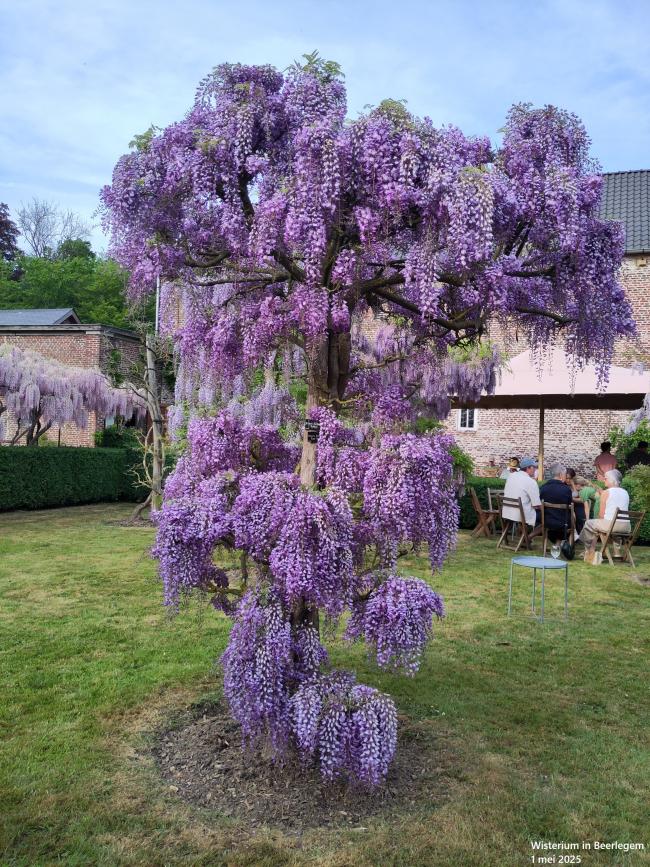 Wisteria floribunda 'Royal Purple' (='Kokuryu')