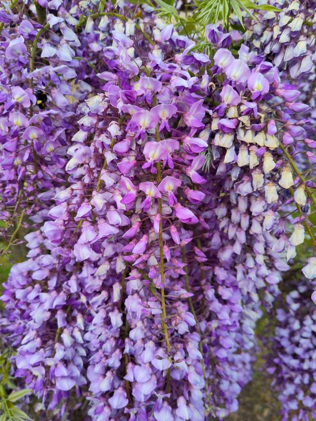 Wisteria floribunda 'Royal Purple' (='Kokuryu')