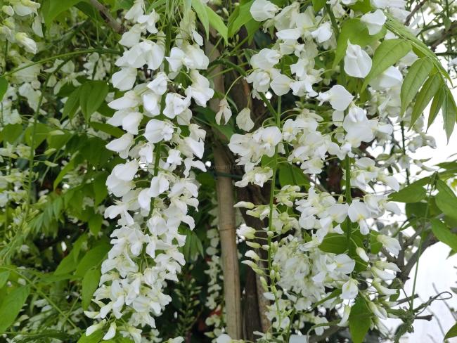 Wisteria floribunda 'Shiro-noda'