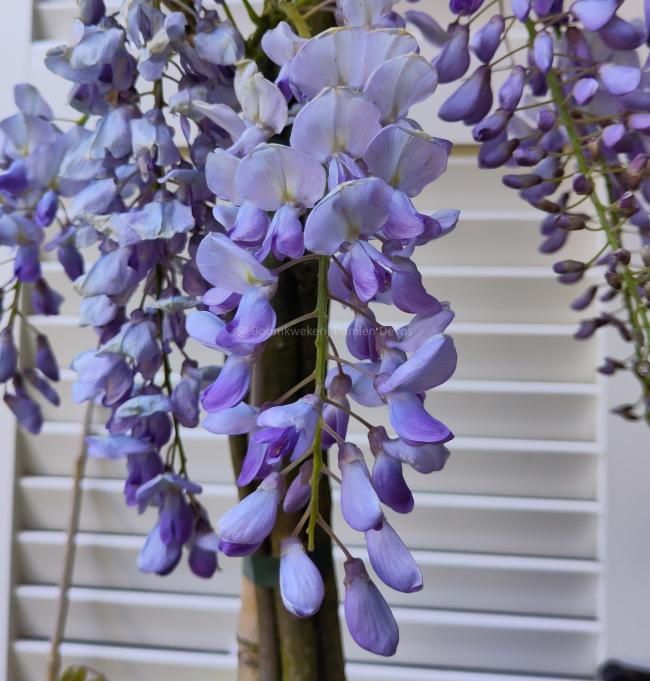 Wisteria sinensis 'Prolific'