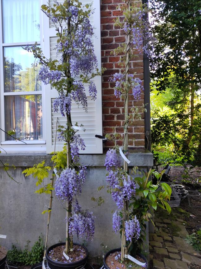 Wisteria sinensis 'Prolific'