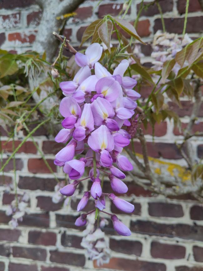 Wisteria sinensis 'Soleil'