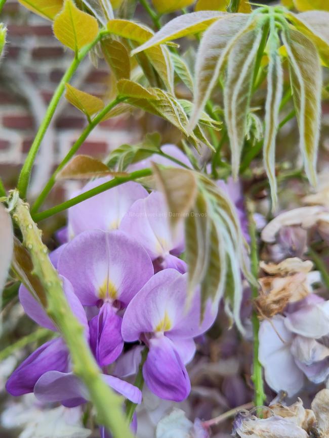 Wisteria sinensis 'Soleil'