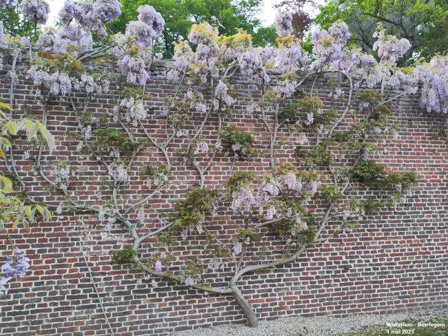 Wisteria sinensis 'Soleil'